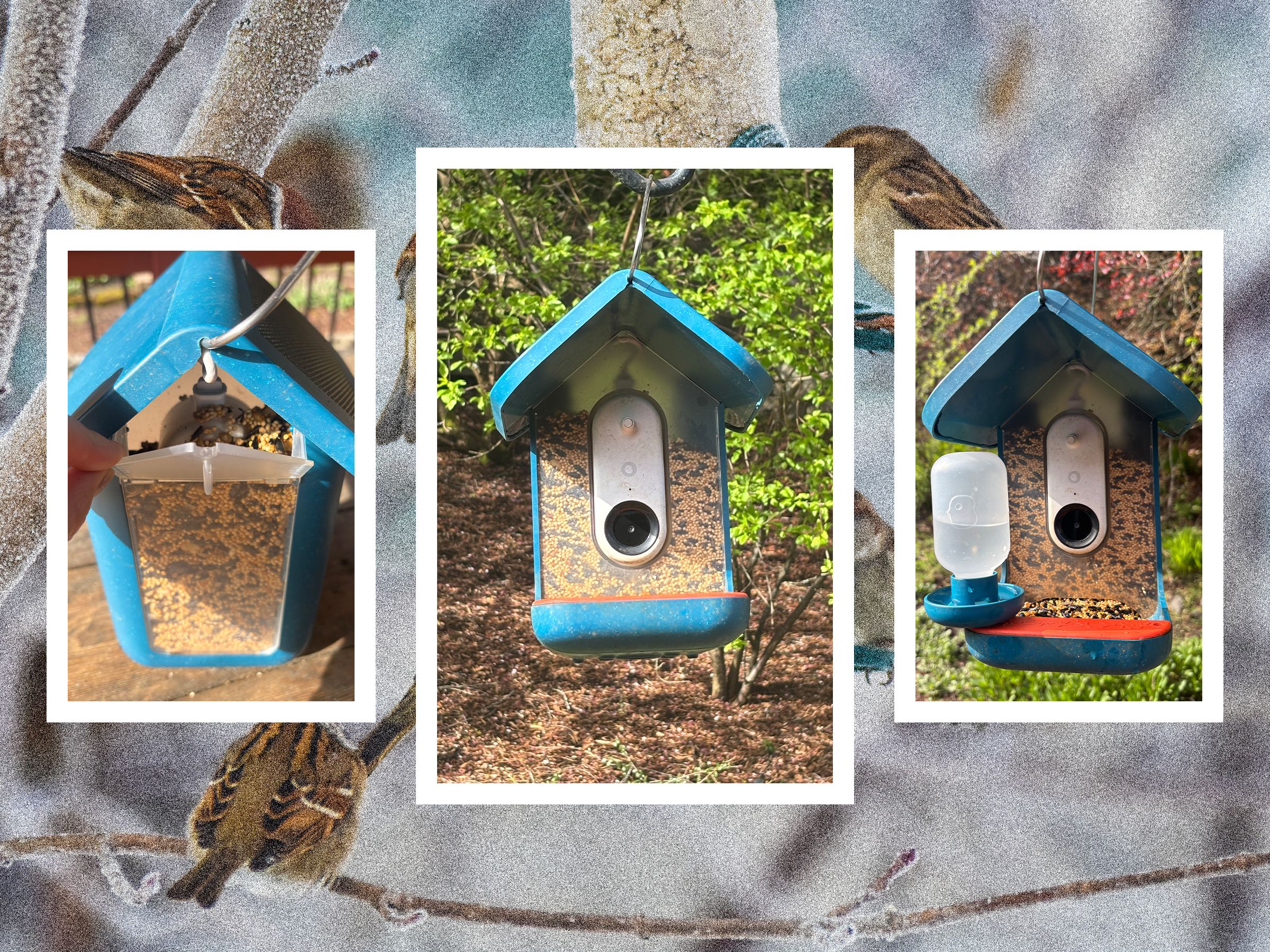 Bird Buddy Pro Review: All Birds, No Bother
